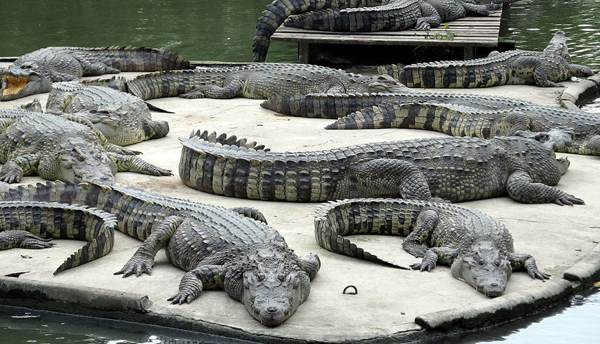 مزرعه تمساح بانکوک