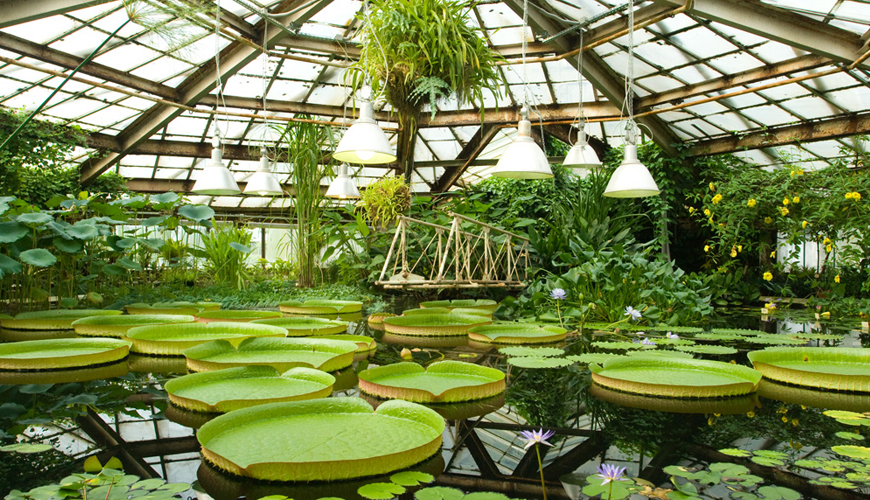 باغ گیاه شناسی سن پطرزبورگ