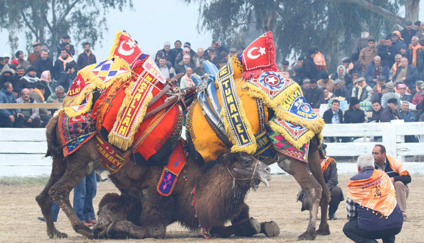 جشنواره شترها در کوش آداسی