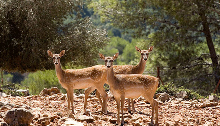 پناهگاه حیات وحش دودانگه و چهاردانگه ساری مازندران